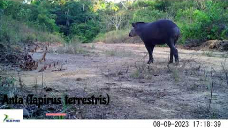 Flagras da Fauna no entorno da UHE Teles Pires Flagras da Fauna no entorno da UHE Teles Pires