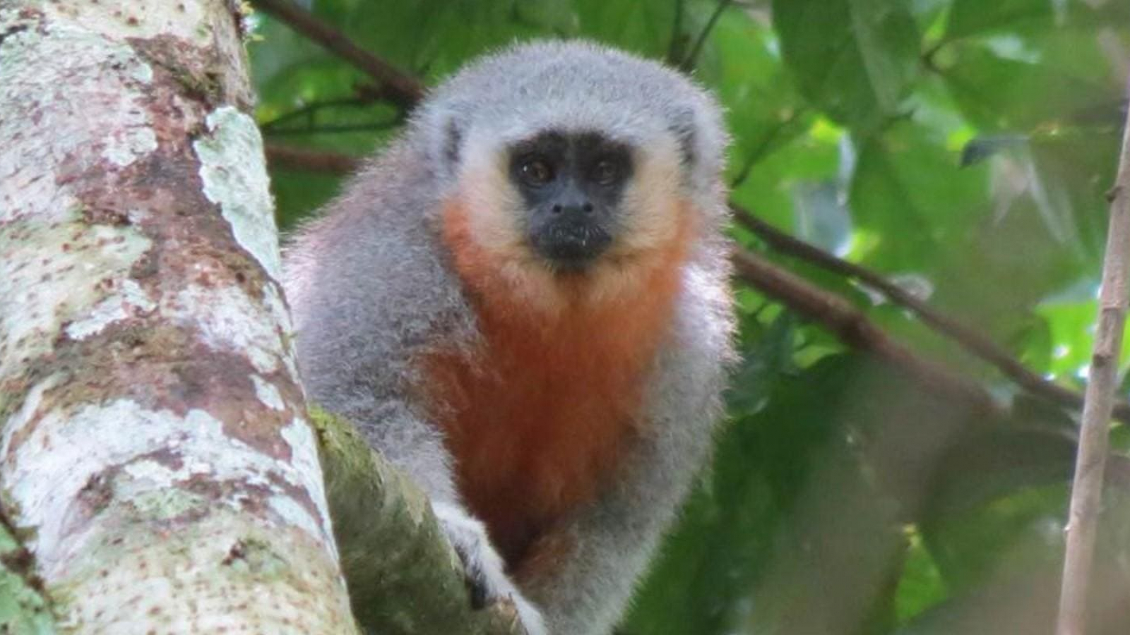 Nova espécie de macaco é descoberta a partir de programa de monitoramento da Usina Teles Pires