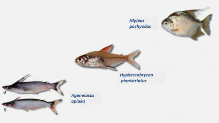 Programa ambiental da Usina Teles Pires descobre três novas espécies de peixes Programa ambiental da Usina Teles Pires descobre três novas espécies de peixes