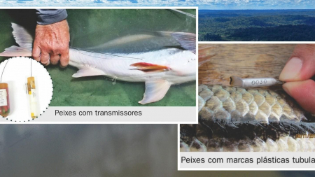 Companhia Hidrelétrica Teles Pires vai premiar pescadores que colaborarem com pesquisas Companhia Hidrelétrica Teles Pires vai premiar pescadores que colaborarem com pesquisas