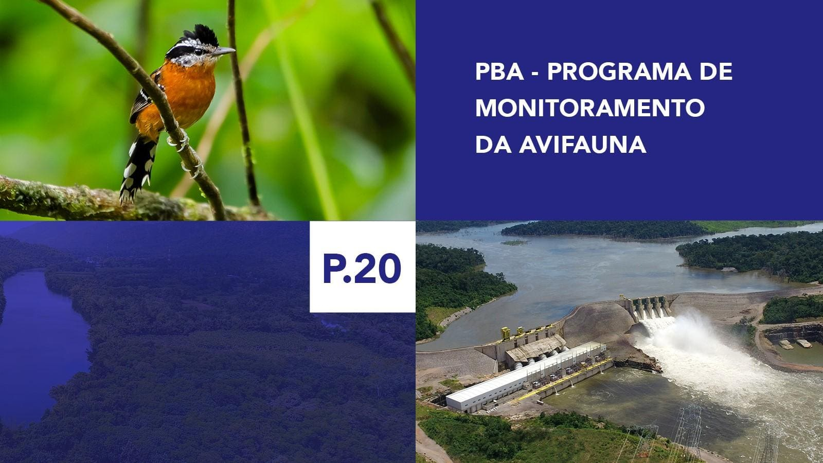P.20 - Programa de Monitoramento da Avifauna P.20 - Programa de Monitoramento da Avifauna