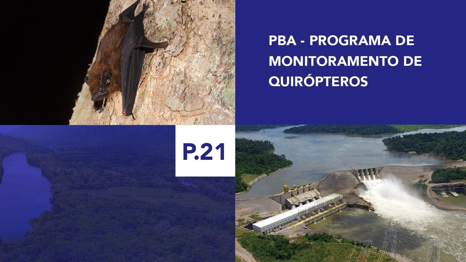 P.21 - Programa de Monitoramento de Quirópteros P.21 - Programa de Monitoramento de Quirópteros