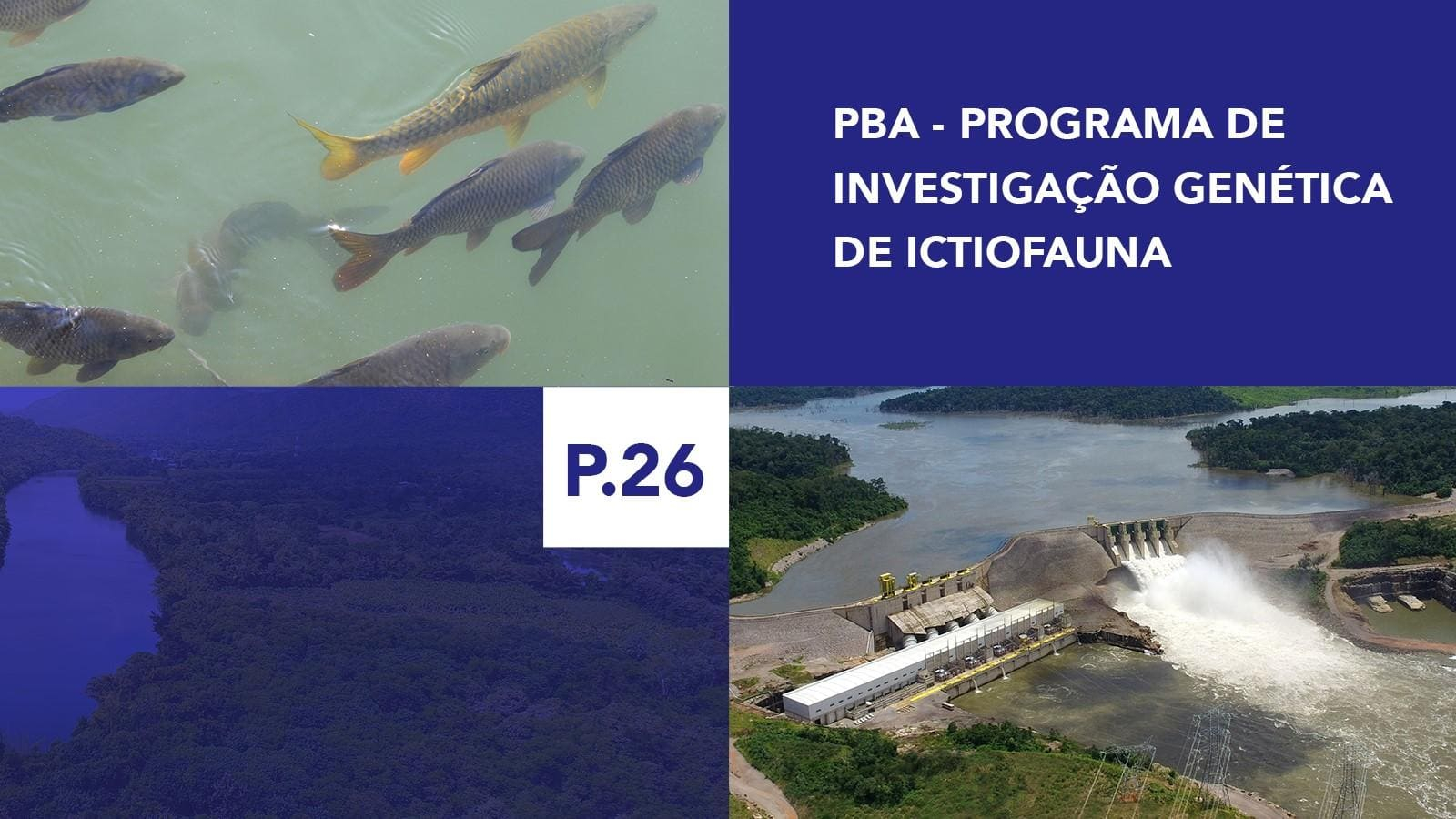 P.26 - Programa de Investigação Genética de Ictiofauna P.26 - Programa de Investigação Genética de Ictiofauna